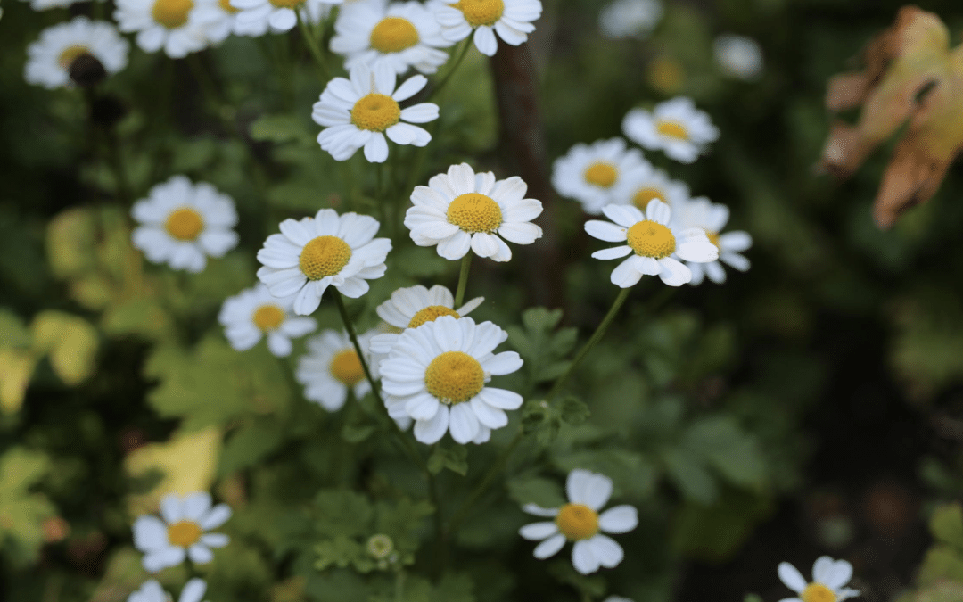 Why Butterbur, Feverfew, and Riboflavin in Migraine Formulations Might Not Be Supporting You